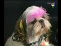 starwood arts of dogs grooming school at club7 in thailand .