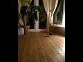 giant spider