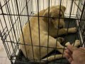 Buddy Crate Training