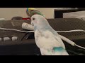 Hi My Name is Skyler a Parakeet - U Like My Name ? Manele-Gratis.net
