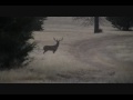 Monster Buck 200 class whitetail 