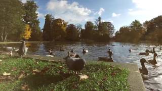 Celle im Herbst