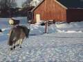 My Fjord Horse And Me