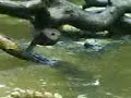 Sinapore Zoo