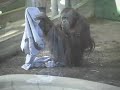 orangutan-super-bowl-prediction-2007-oregon-zoo.html