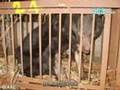 The Moon Bear Story 亞洲黑熊(月熊)的故事