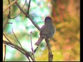 Blackcap (Sylvia atricapilla) male singing Blackcap (Sylvia atricapilla) male singing