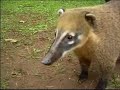 Coati