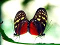 Medicine Buddha Mantra Medicine Buddha Mantra
