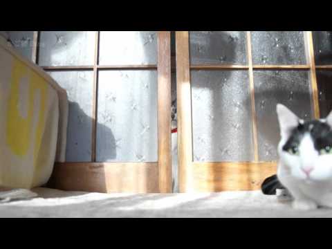 戸を開ける猫 Cats Opening Door 2016#4
