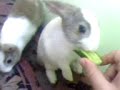 Bobo ?eker ve KEZMAN Kejman(in�n� fatihi)
