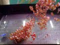 clown fish