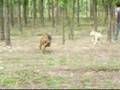 Brithney, Madona y Rocco en la Colonia