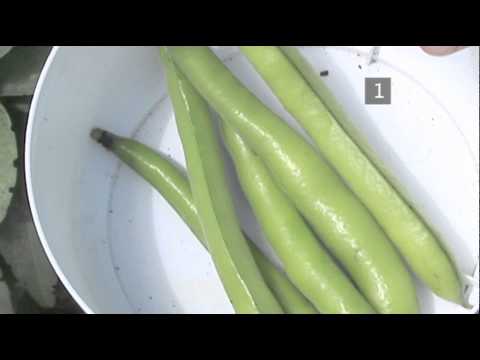 how to harvest fava beans