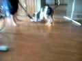 Pitbull VS Vaccum