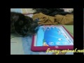 Cat playing ipad 