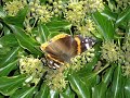 papillon farfalle