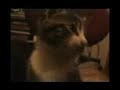 Chaton techno Chaton techno