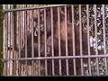Gorilla thief