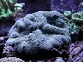 Coraux durs et mous  Marine Life