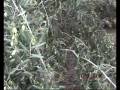 videos de שבת מסיק