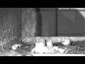 First meal together for the four little falcons