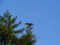 Turkey Vulture Sunning its Wings in the Redwood Turkey Vulture Sunning its Wings in the Redwood