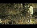 Lev - první lov - video