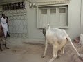 cow kick & running away b4 qurbani.flv