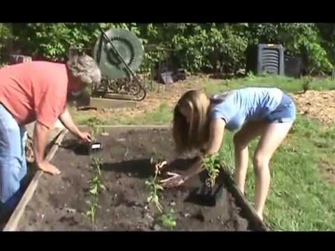 how to fertilize potatoes