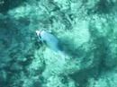 Seal Faced Pufferfish