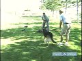 How to Train a Drug Dog : Untrained Drug Dog Demonstration