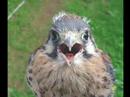 Bird is the Word
