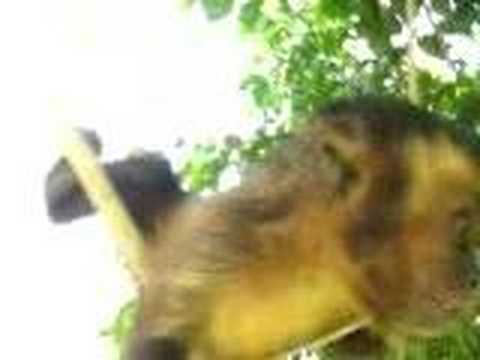 monkey and israelies