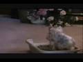 Litter Box Train Your Dog