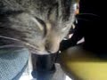 Karlie the cat ^^ Karlie the cat ^^