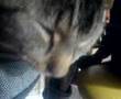 Karlie the cat ^^