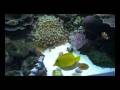 Edan's Reef Dec2008