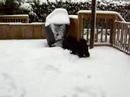 Havs in the Snow Havs in the Snow