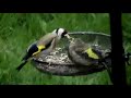 Goldfinch Babies Goldfinch Babies