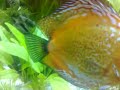Acuario de discos con bastante plantacion 