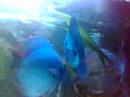 Acuario de 1000 Litros Plantado