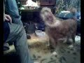 dog dont like the popo