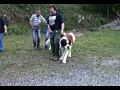 5 Bernhardiner Treffen 30 05 2009