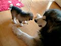 Malamute puppies squaring up to malamute adult! Malamute puppies squaring up to malamute adult!