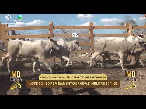 509 LEILO VIRTUAL MB LEILES