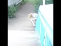 drunked girl