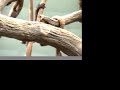 Baby Gorillas Playing (1) by TagTooga