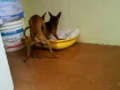 pinscher Lutor cruzando