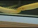 Dinasour Fish Dinasour Fish